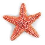 Análisis de precios: ¿Cuánto cuesta una lata de buey de mar de calidad?