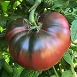 Análisis de las mejores conservas de tomate mar azul: Origen y comparativa
