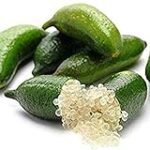 Análisis de conservas con microcitrus australasica finger lime: Descubre las mejores opciones en lata