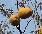 Descubre las deliciosas conservas de membrillo: la joya escondida del árbol frutal