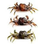 Los pescados de temporada de octubre: ¿mejor en lata o en conserva? Análisis y comparativa