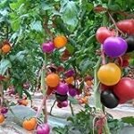 Análisis de los Colores de Tomates en Conservas: Descubre las Mejores Opciones en Comida en Lata