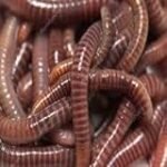 El momento ideal para recolectar membrillos: clave en la calidad de las conservas y comida en lata