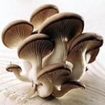 Análisis y comparativa de las mejores conservas de setas Josefita: ¡Descubre la excelencia en lata!