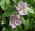 Membrillo: del árbol a la flor en las mejores conservas y comida en lata