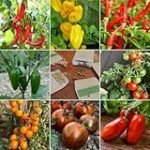 Análisis de conservas: ¿Cuál es la diferencia entre tomate y tomata enlatados?
