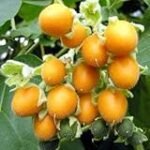 Análisis de las mejores conservas de tomates de árbol: recetas deliciosas para disfrutar en lata