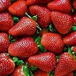 Análisis de los mejores rovellons frescos vs conservas en lata: ¿Cuál es la mejor opción para comprar?