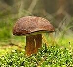 Análisis y comparativa: Boletus del pino en conservas, ¡descubre las mejores opciones en lata!