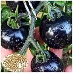 Análisis de Conservas: Tomates Casi Precios - ¡Descubre las Mejores Opciones en Lata!