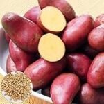 Análisis y comparativa: las mejores conservas de patatas jardinera en lata del mercado