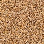 Análisis y comparativa: ¿Dónde comprar trigo de calidad para tus conservas y comida en lata?