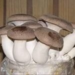 Análisis de conservas de seta gurumelo: descubre las mejores opciones en lata