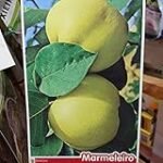 Análisis de conservas de membrillo: descubre las mejores opciones en lata para disfrutar este delicioso fruto Análisis de conservas de membrillo: descubre las mejores opciones en lata para disfrutar este delicioso fruto