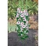 Análisis de las conservas Aroa Bodegas: Reseñas y comparativas de calidad en conservas y comida en lata